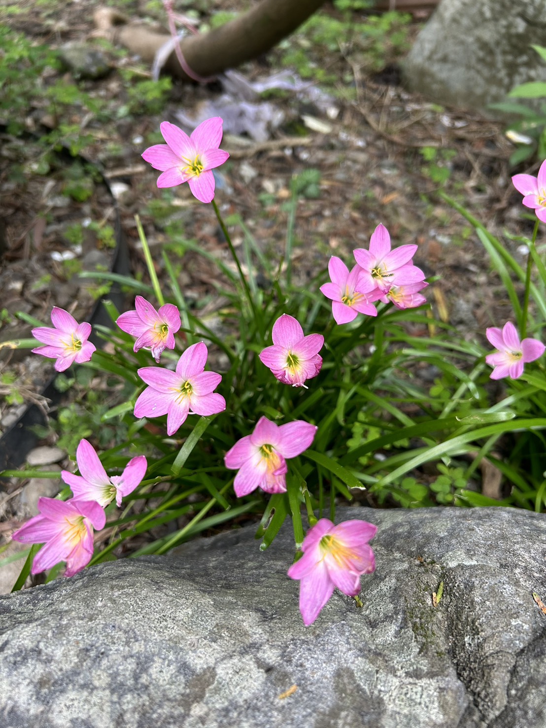 逍遙山莊-5