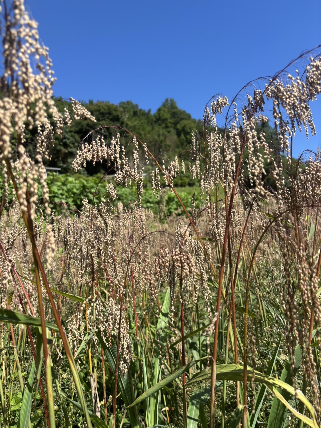 加草花園山莊-2