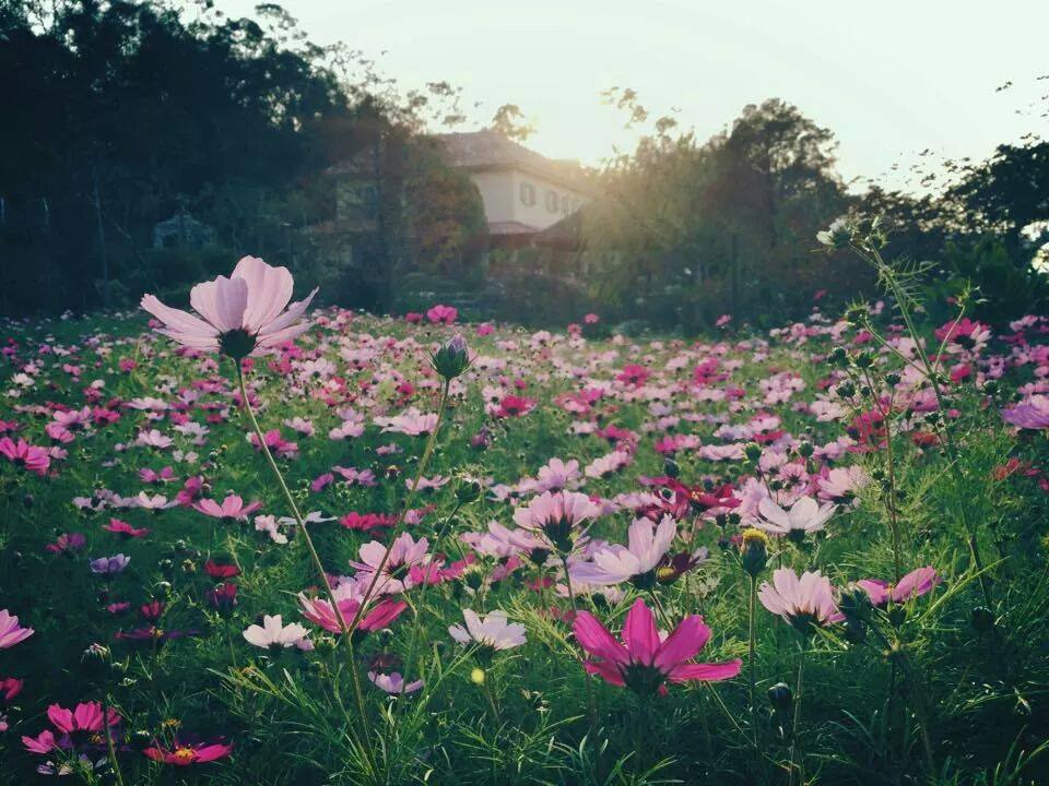 黛安莊園-3