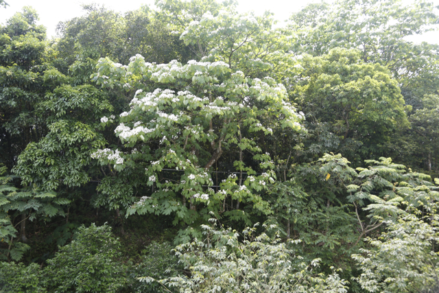 窗景＿油桐花開