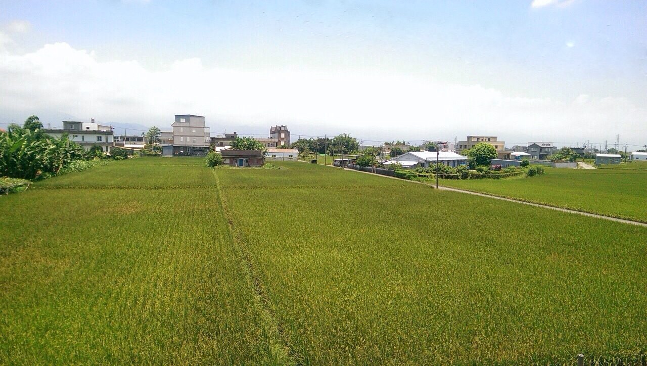 夏天稻田景觀