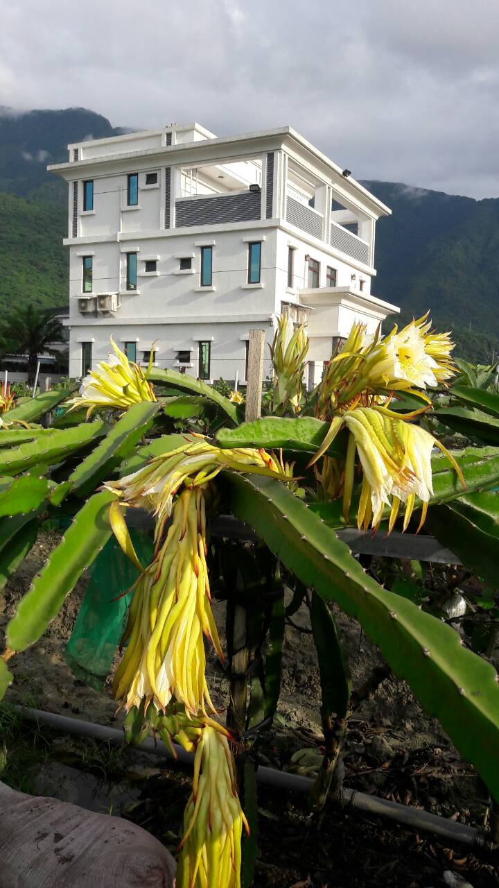 耕菓園民宿7