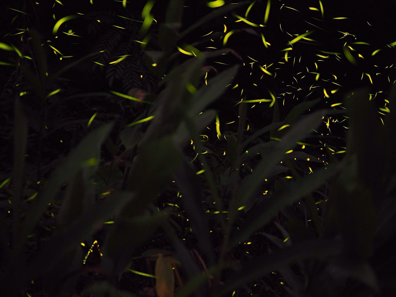 梅花山莊民宿-夜間生態導覽 螢火蟲