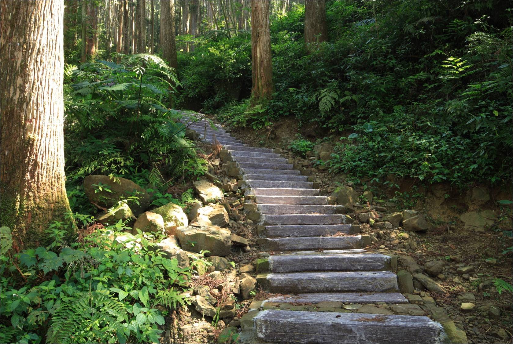 森林步道