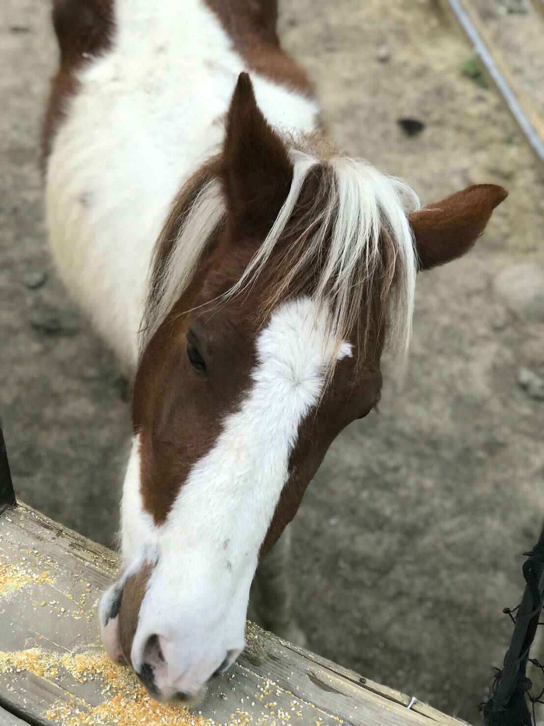 客棧馬兒