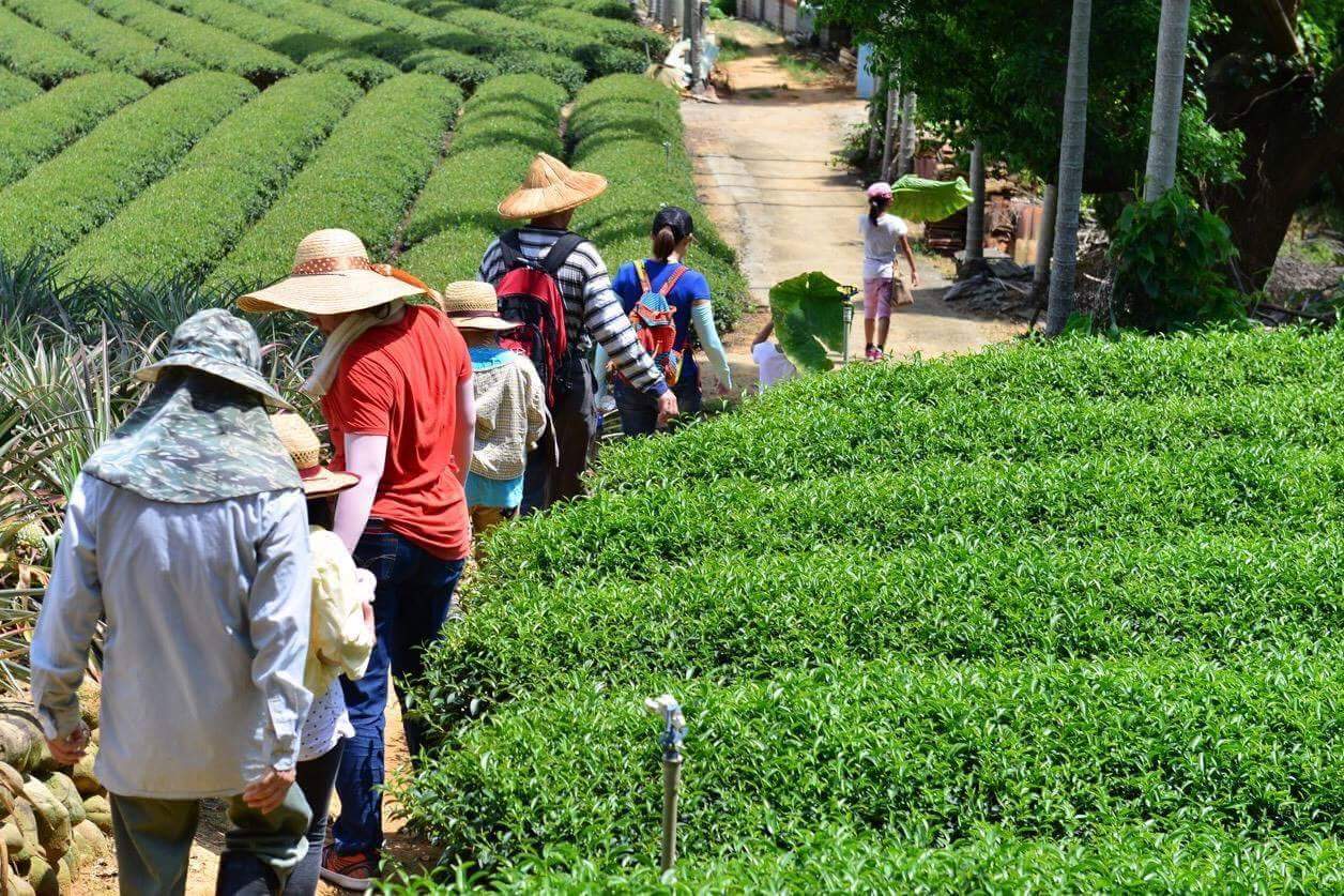 民宿茶園圍繞