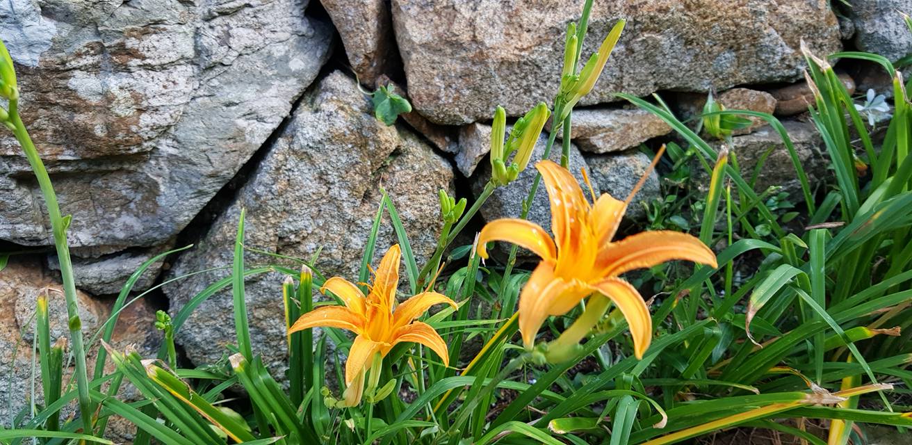 海老屋四季花