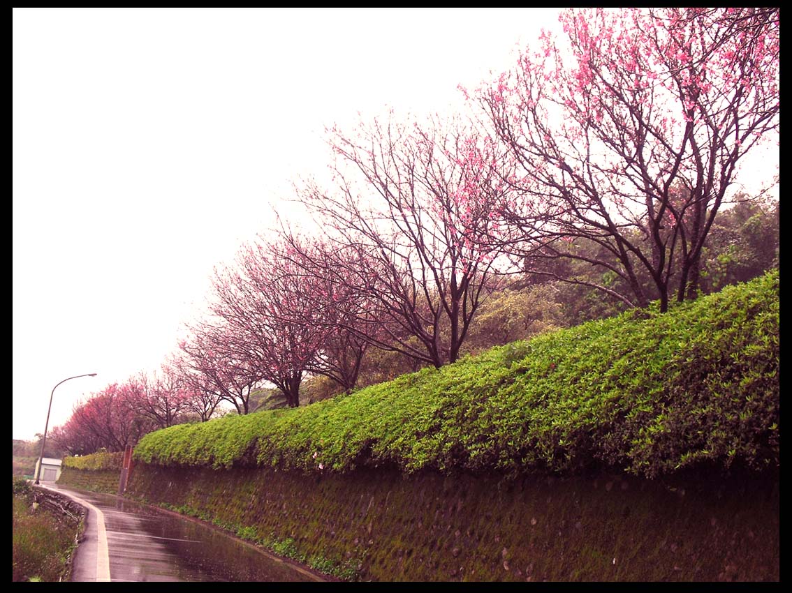 每到櫻花季,虹橋四周的櫻花競相爭艷盛開,吸引眾多的遊客