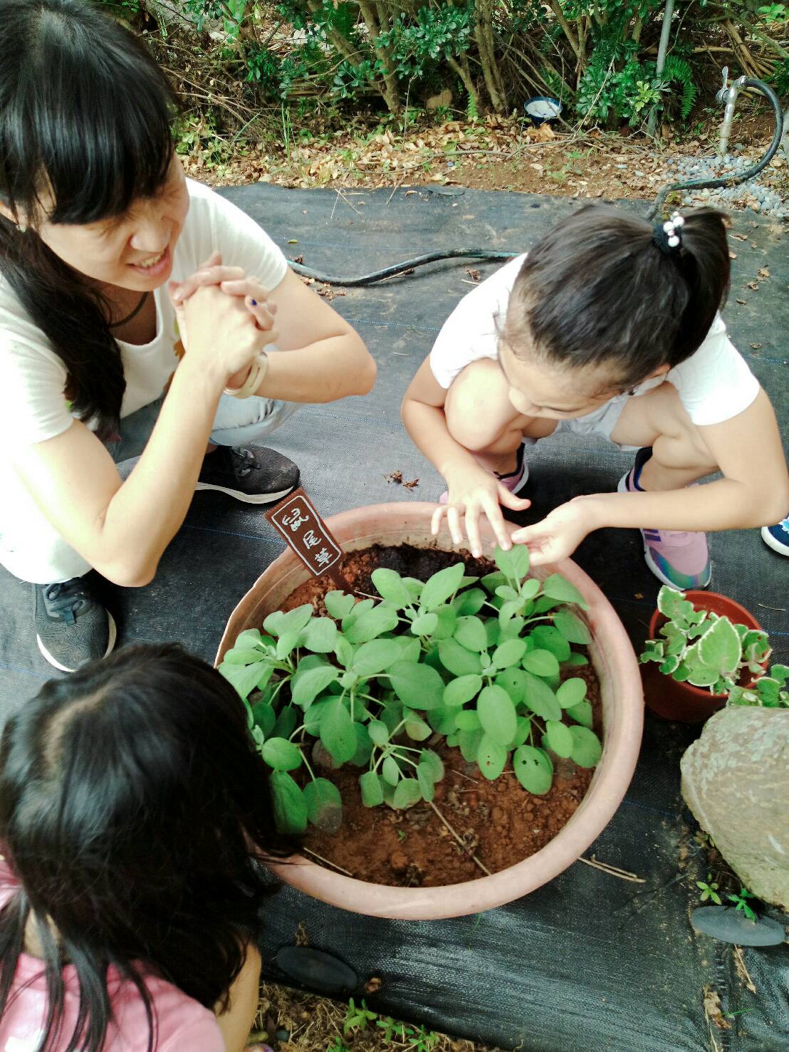 虹橋民宿,生態營超好玩~~~