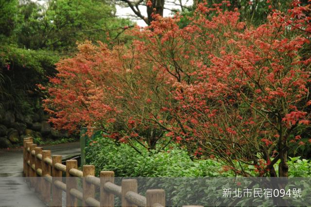 千紅－春夏之際日本楓火紅艷麗