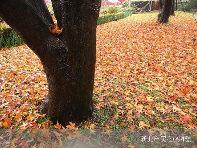 天上天下一片楓紅