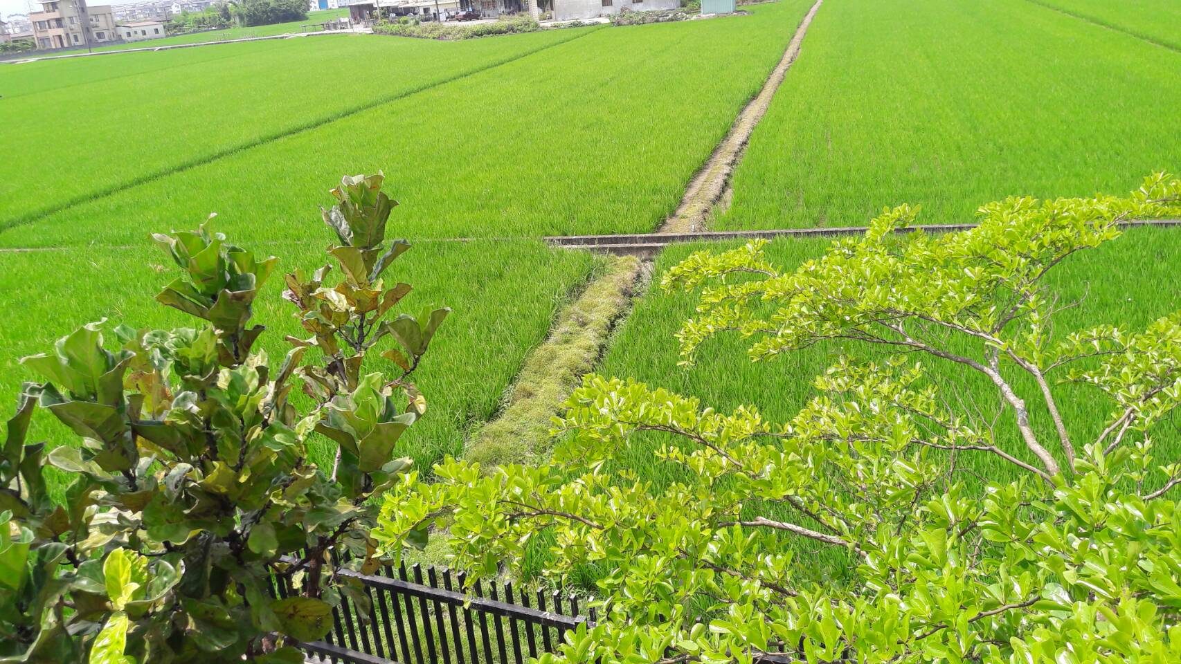 月兒田-2