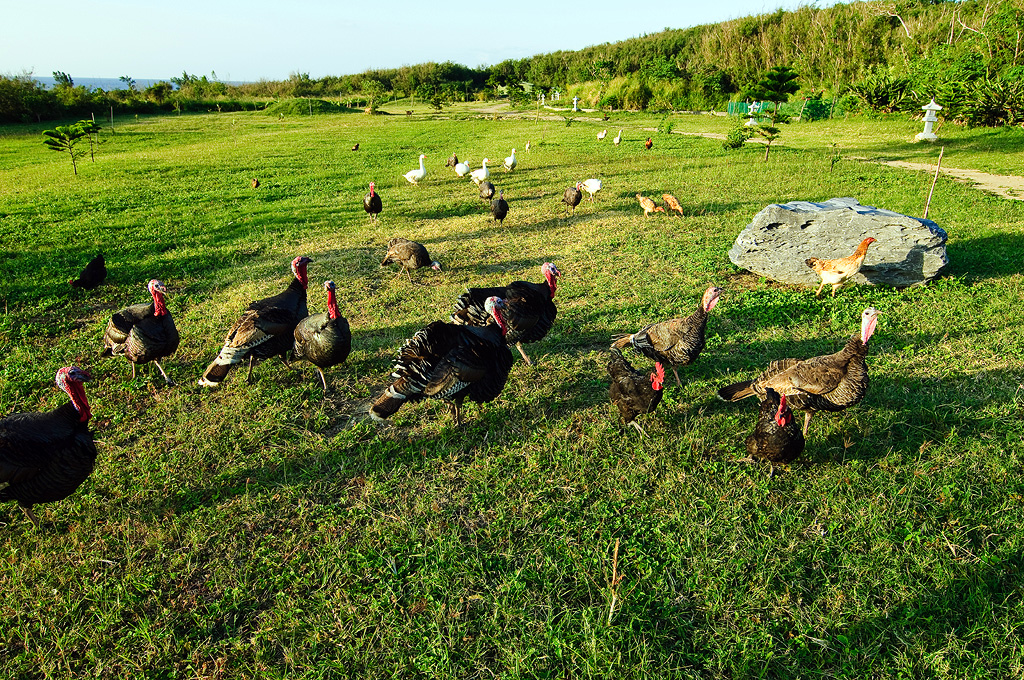 墾丁藍杉海景山莊民宿-2